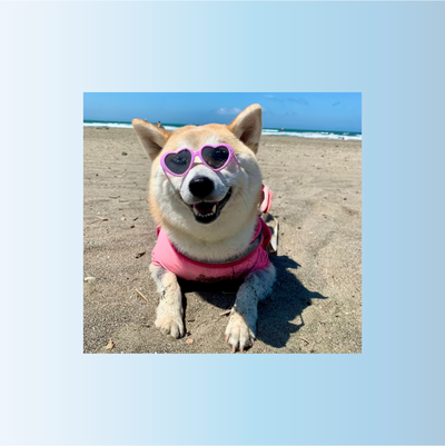 【お客様の声から生まれた】クールウェア夏服｜飼い主＆犬のための紫外線ケア