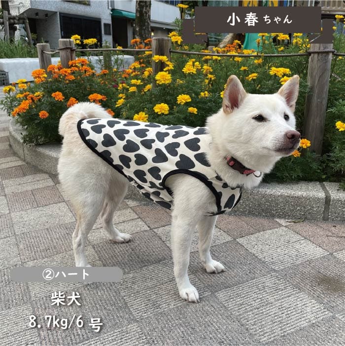 タンクトップ6号 豪華ラッピング無料 - 犬用品