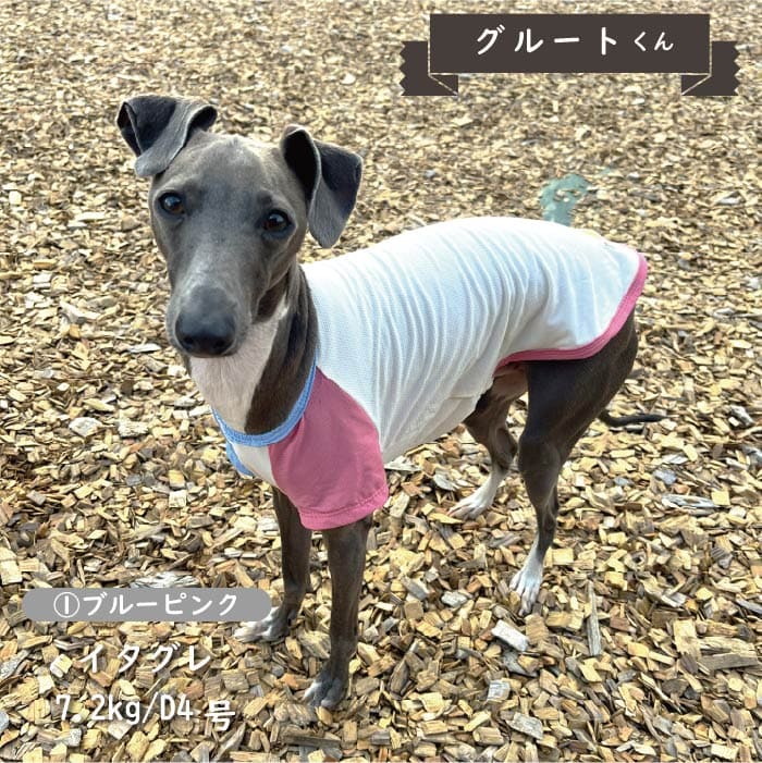 接触冷感&濡らして冷たい<br>カラーブロッククールTシャツ 小型犬・胴長・ダックス - VERY-PET