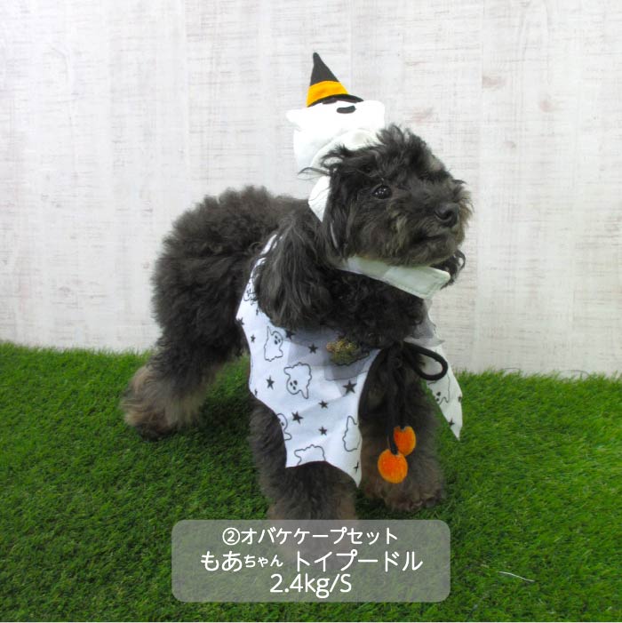 <font size="3">小型犬</font> <br>ハロウィンコスチューム 選べる5種類