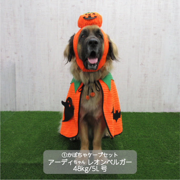 <font size="3">超大型犬</font> <br>ハロウィンコスチューム 選べる3種類