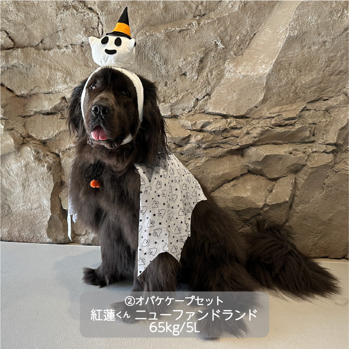 <font size="3">超大型犬</font> <br>ハロウィンコスチューム 選べる3種類