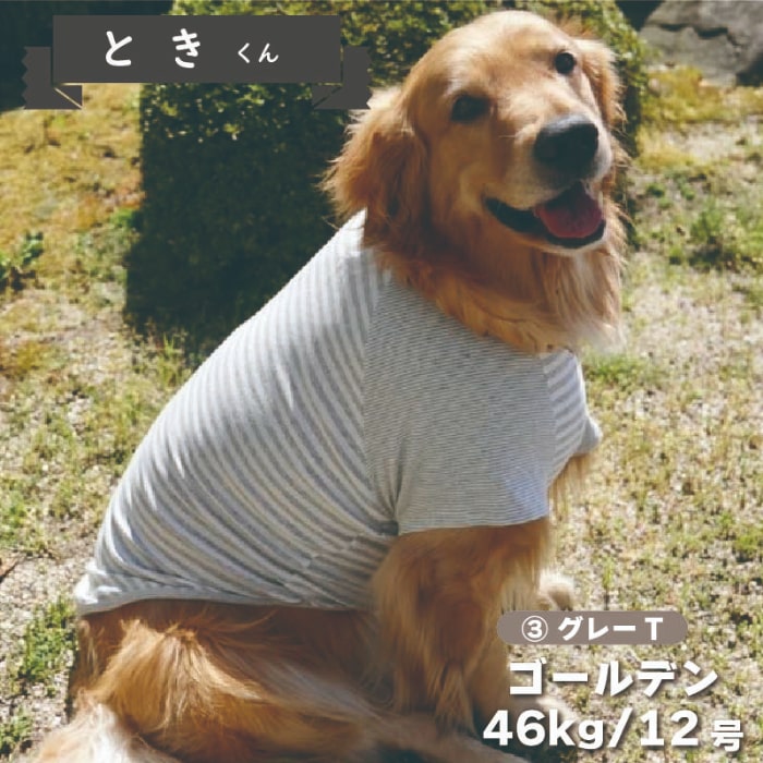 Web限定ボーダーTシャツ 1 - VERY-PET