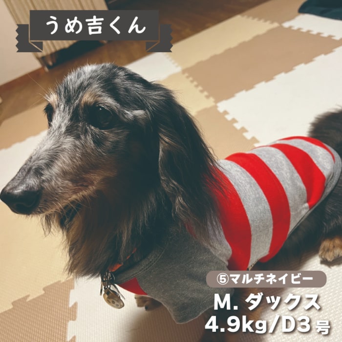 Web限定ボーダーTシャツ 2 小型犬・ダックス用 - VERY-PET