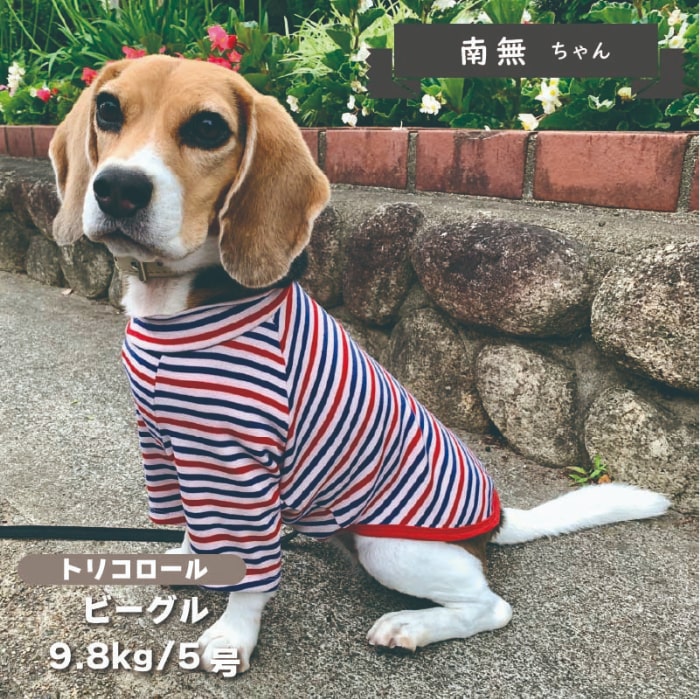 ボーダーロングTシャツ 小型犬 - VERY-PET