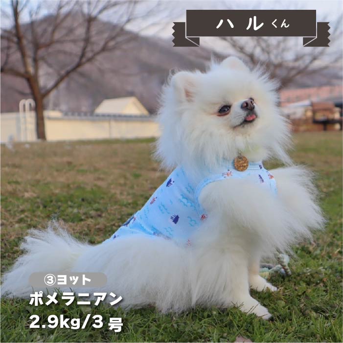 【接触冷感&濡らして冷たい】<br>クールプリントタンク 小型犬・胴長・ダックス - VERY-PET